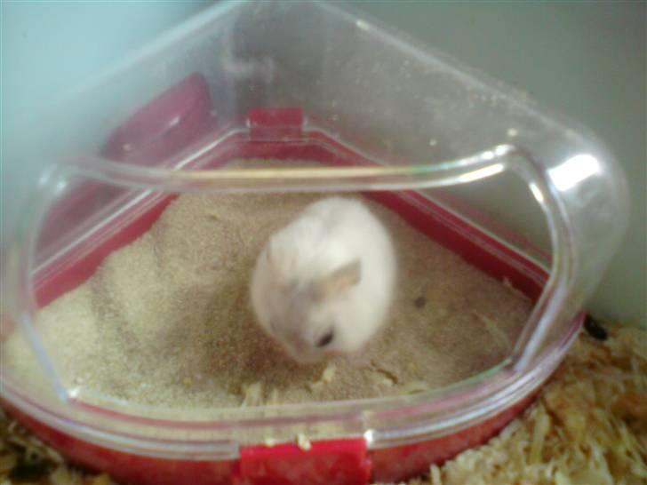 Dværghamster Dumbo (solgt) billede 3