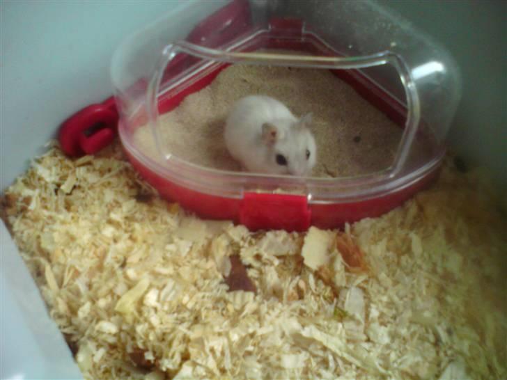 Dværghamster Dumbo (solgt) billede 4