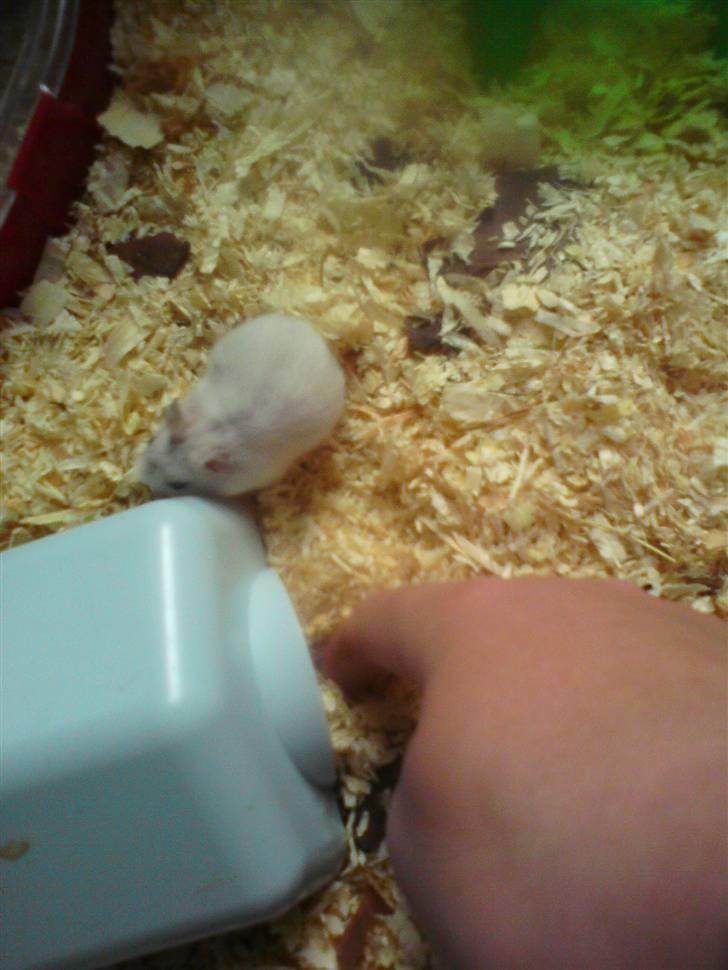 Dværghamster Dumbo (solgt) billede 5