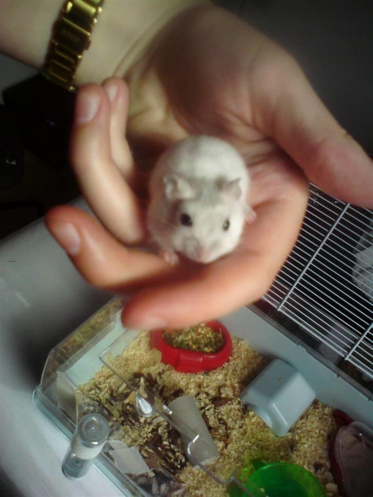 Dværghamster Dumbo (solgt) billede 6