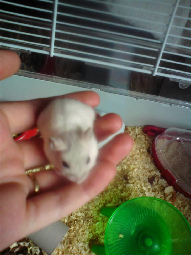 Dværghamster Dumbo (solgt) billede 7