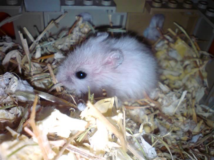 Dværghamster Dumbo (solgt) - Her da han var omkring 3 uger. Som i kan se er hans pels ikke så tæt..  billede 8