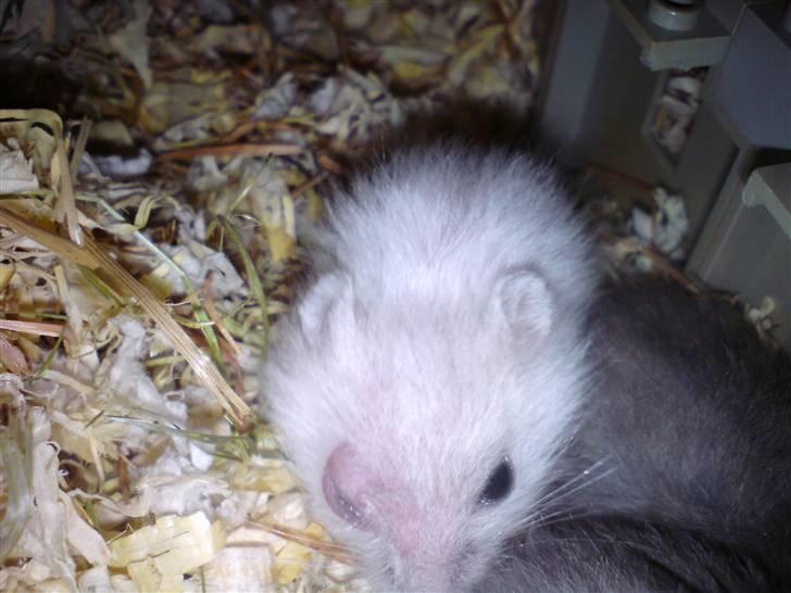 Dværghamster Dumbo (solgt) - Her ser man øjet som er høvet og betændt.  billede 9