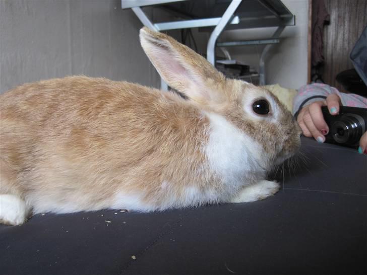 Kanin Noname<3*SAVNET* billede 17