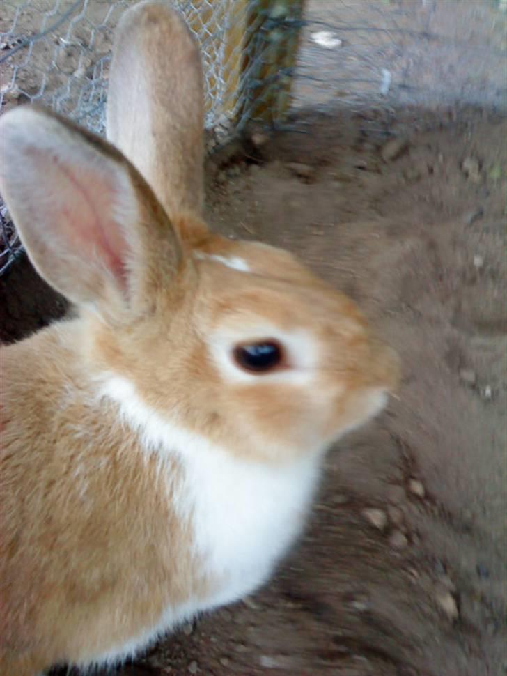 Kanin Noname<3*SAVNET* billede 18