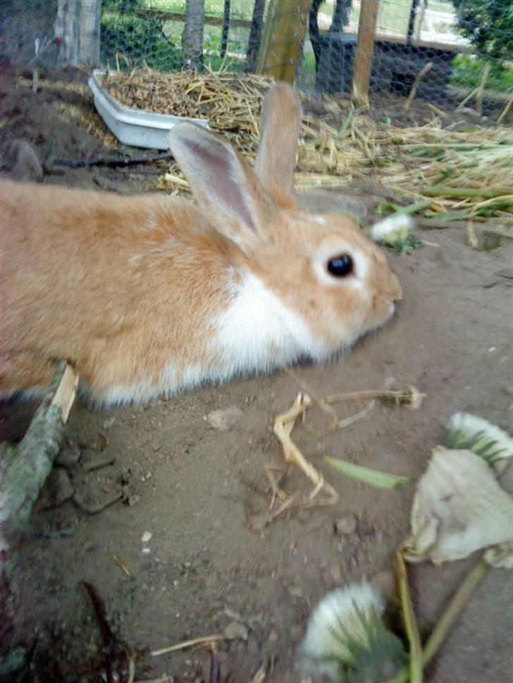 Kanin Noname<3*SAVNET* billede 19