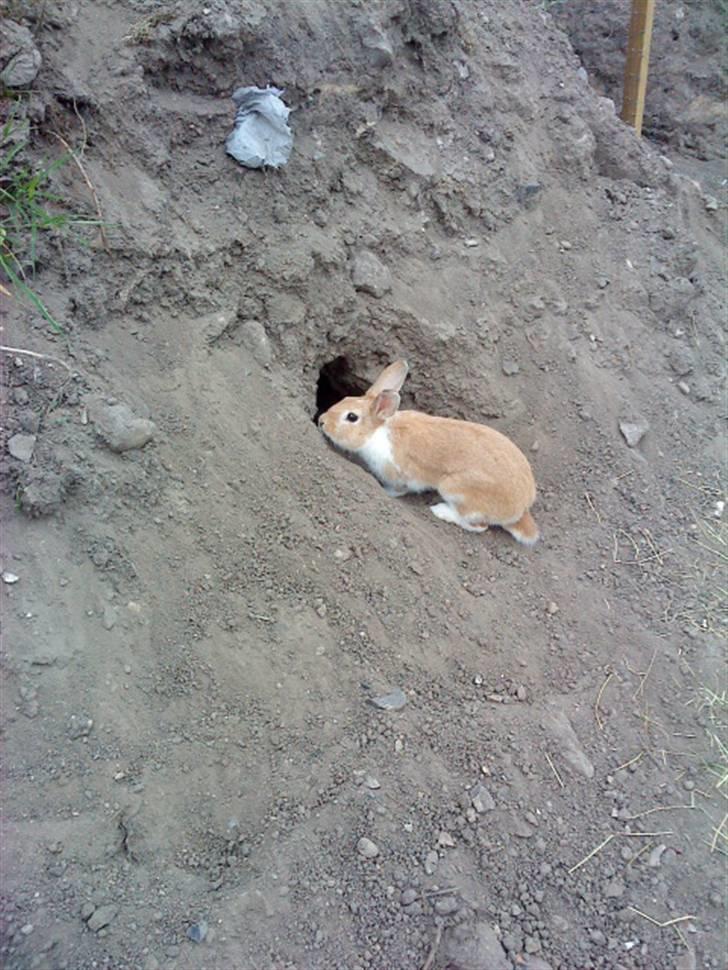 Kanin Noname<3*SAVNET* billede 20