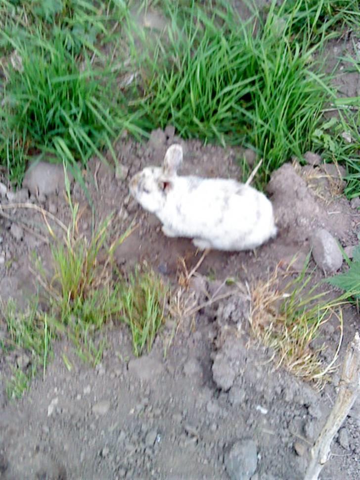 Kanin Lamboginni galardo<3 *; billede 6