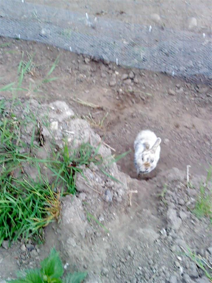 Kanin Lamboginni galardo<3 *; billede 7