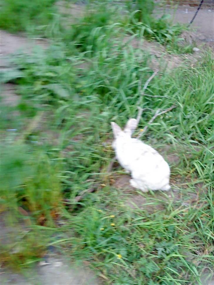 Kanin Lamboginni galardo<3 *; billede 8