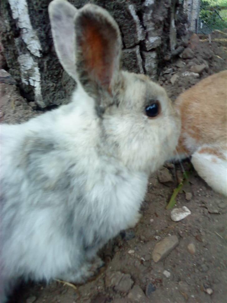 Kanin Lamboginni galardo<3 *; billede 9