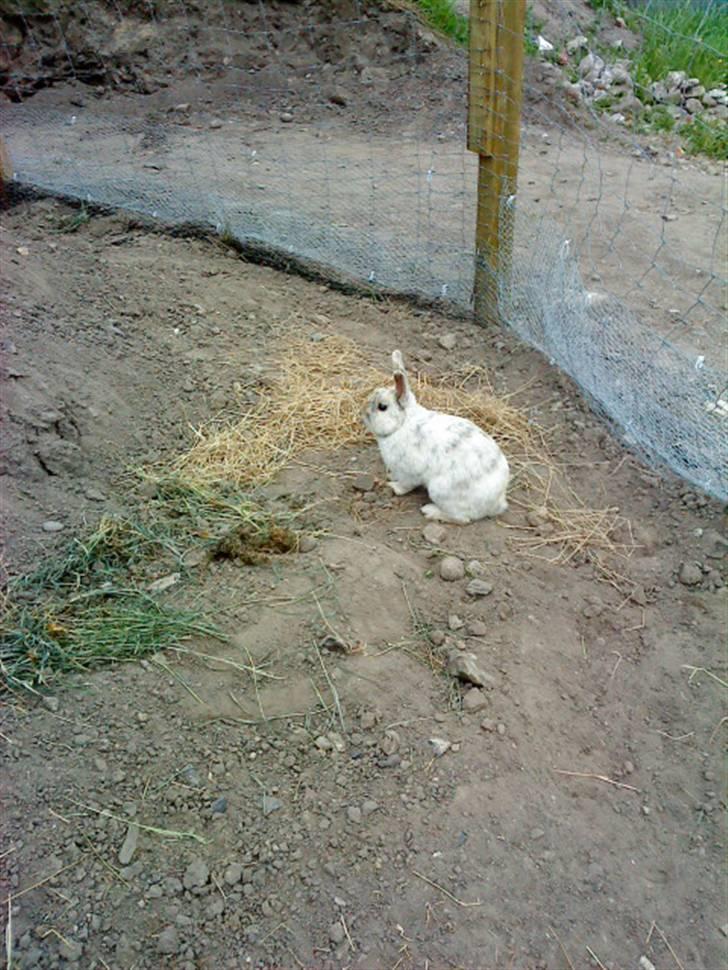 Kanin Lamboginni galardo<3 *; billede 10