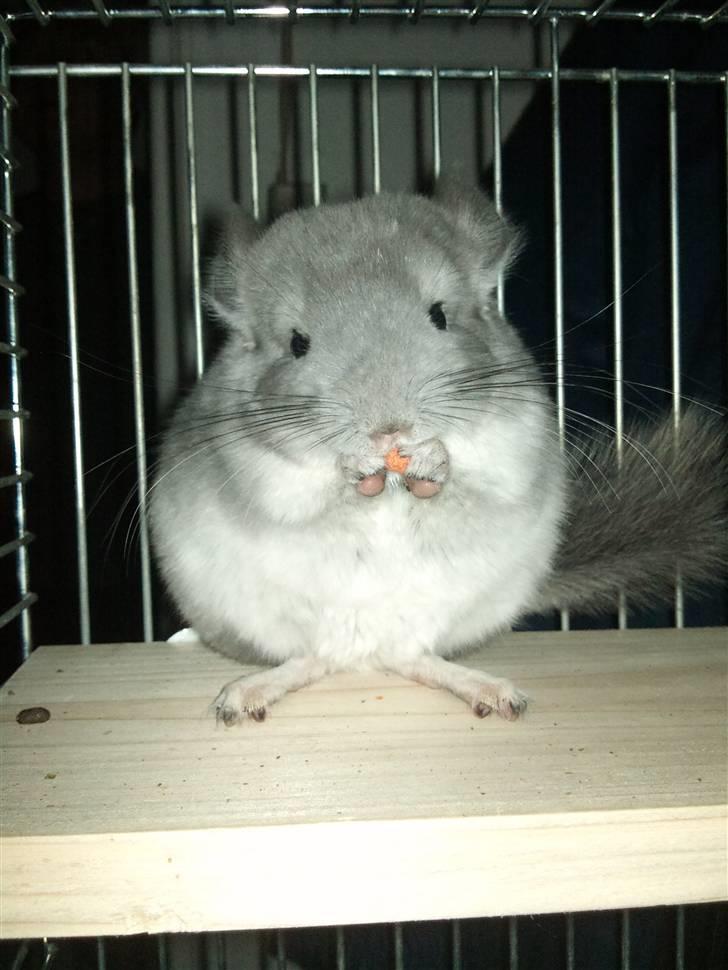 Chinchilla Amaiya <3 solgt billede 18