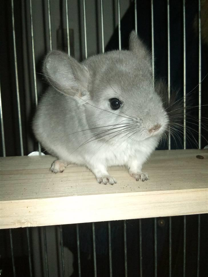 Chinchilla Amaiya <3 solgt billede 19