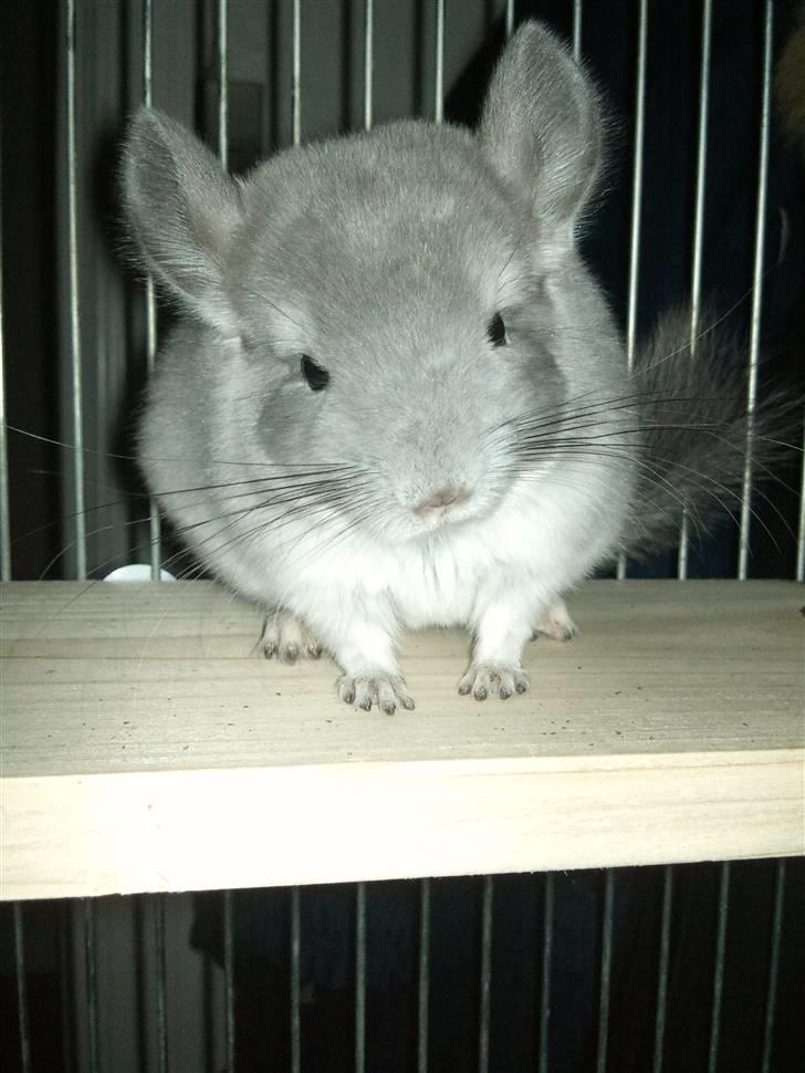 Chinchilla Amaiya <3 solgt billede 20