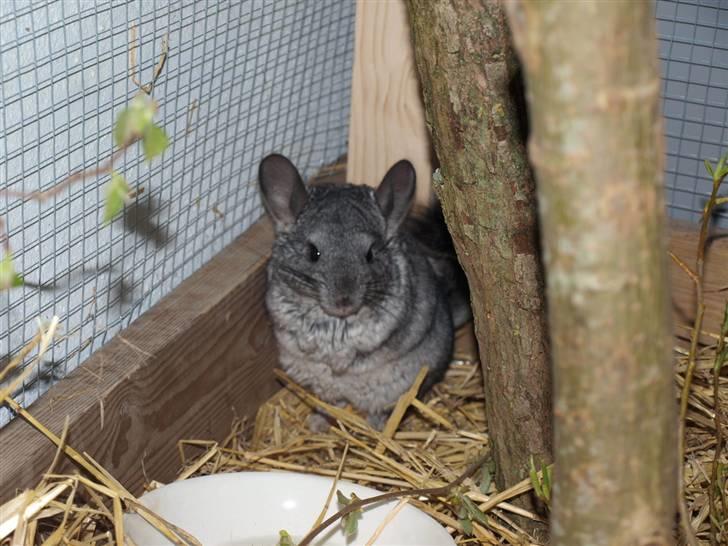 Chinchilla Kika<3  - Velkommen ti min stjerneskuds profil :) Lig gerne en kommentar+Bedømmelse så er i søde:D Besøger altid igen ;D billede 1