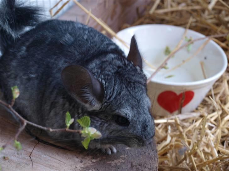 Chinchilla Kika<3  - #2 Søde Kika :* billede 2