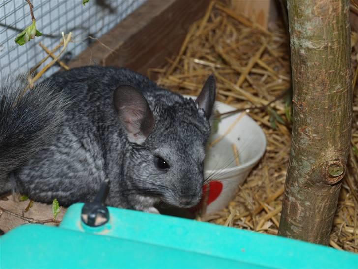 Chinchilla Kika<3  - #3 Du er noget helt for dig selv :* billede 3