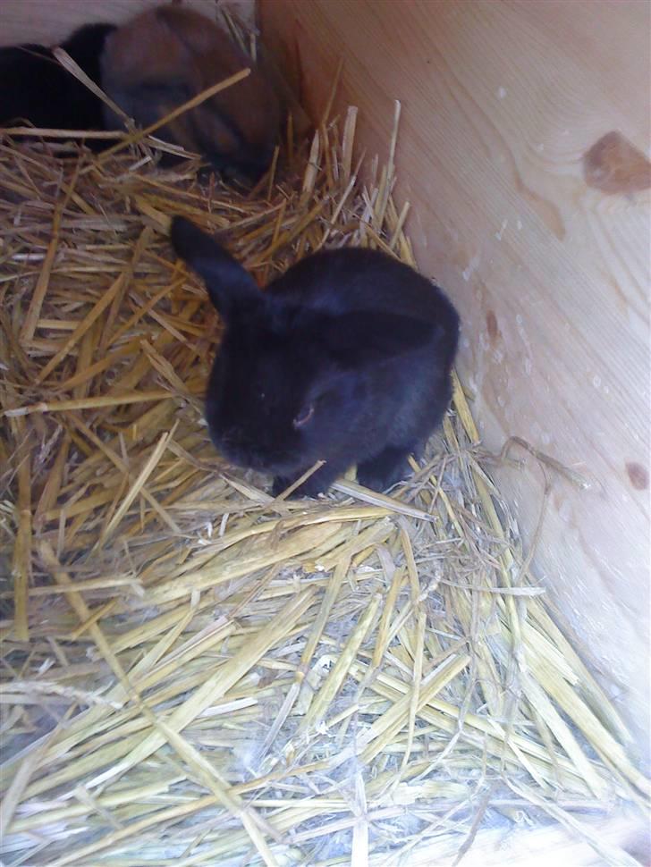 Kanin Sambo <3 - Lille sorte Sambo (-; billede 1