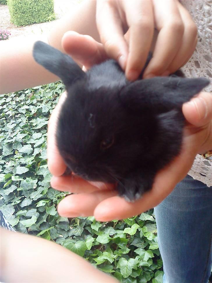 Kanin Sambo <3 - Sambo (3 uger gammel)  billede 2