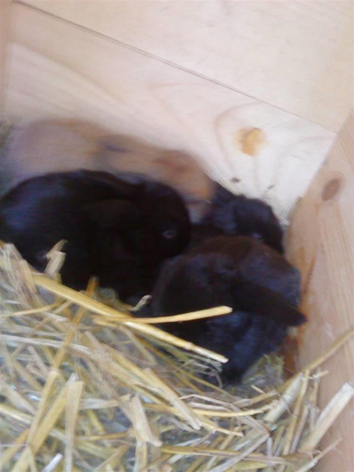 Kanin Sambo <3 - Sambo og hans fire søskende.  billede 3