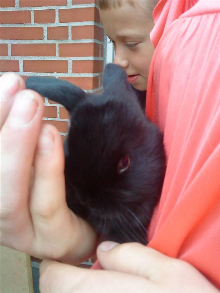 Kanin Sambo <3 - Mig og Sambo, og Mistys ejer i baggrunden.  billede 4