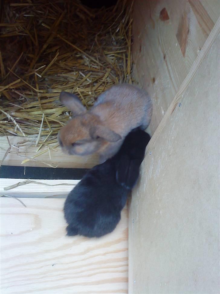 Kanin Sambo <3 - Sambo og bror.  billede 5