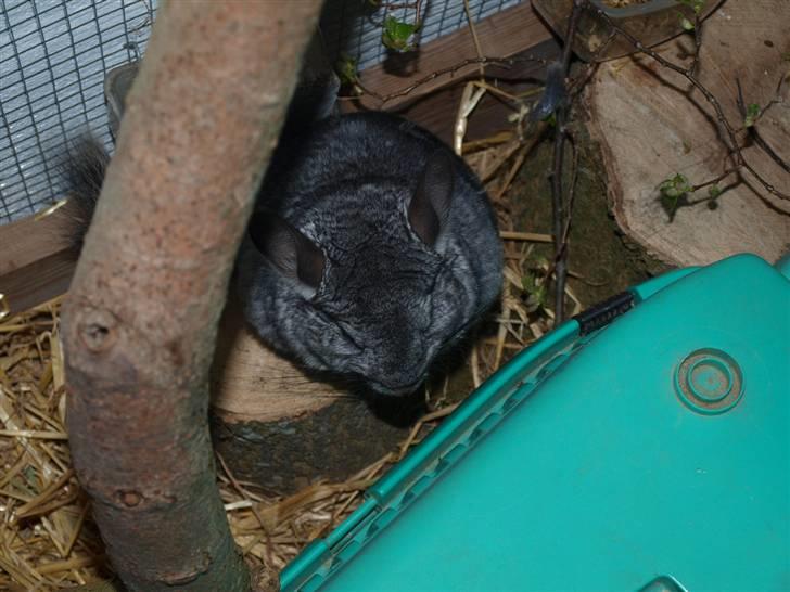 Chinchilla Kika<3  - #4 Den lille tyksak :D  Ej det er bare pels xP  billede 4