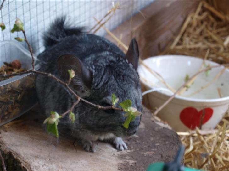 Chinchilla Kika<3  - #5 Stjerneskud! :* <3 billede 5