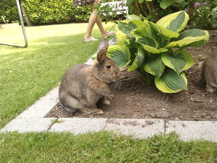 Kanin             - Ninus R.I.P billede 17