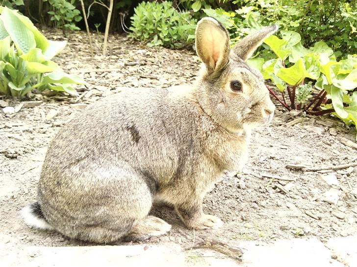 Kanin             - Ninus R.I.P billede 18