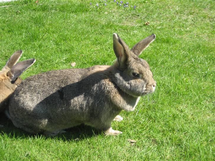 Kanin             - Ninus R.I.P billede 19