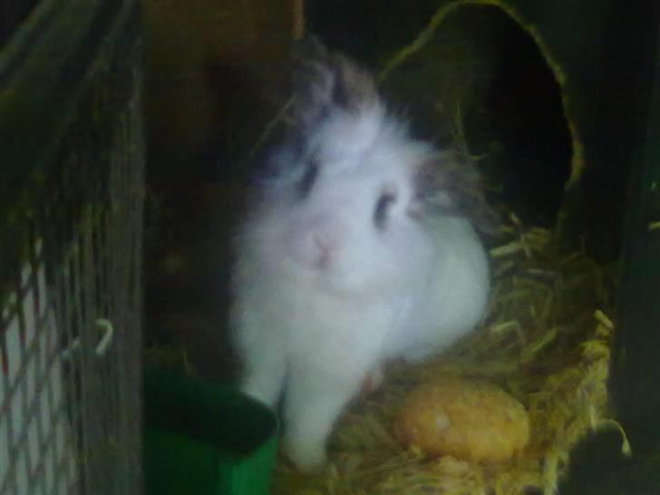 Kanin Snebold billede 1