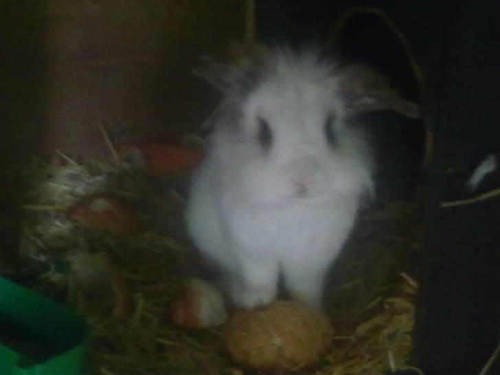 Kanin Snebold billede 2