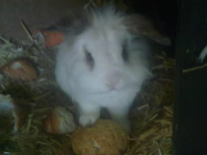 Kanin Snebold billede 3