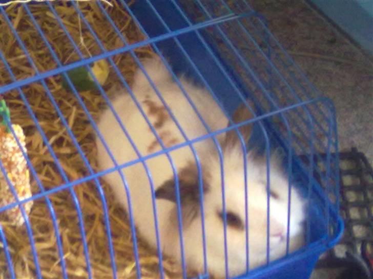 Kanin Snebold billede 4