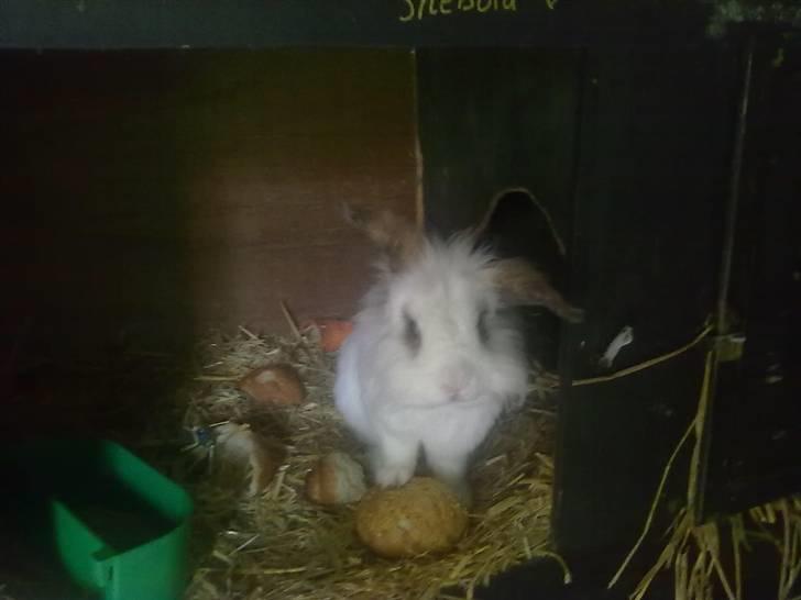 Kanin Snebold billede 5