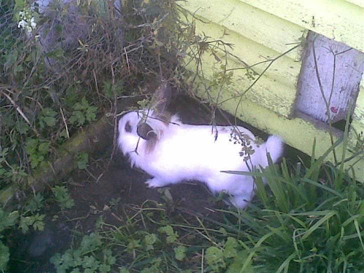 Kanin Snebold billede 6