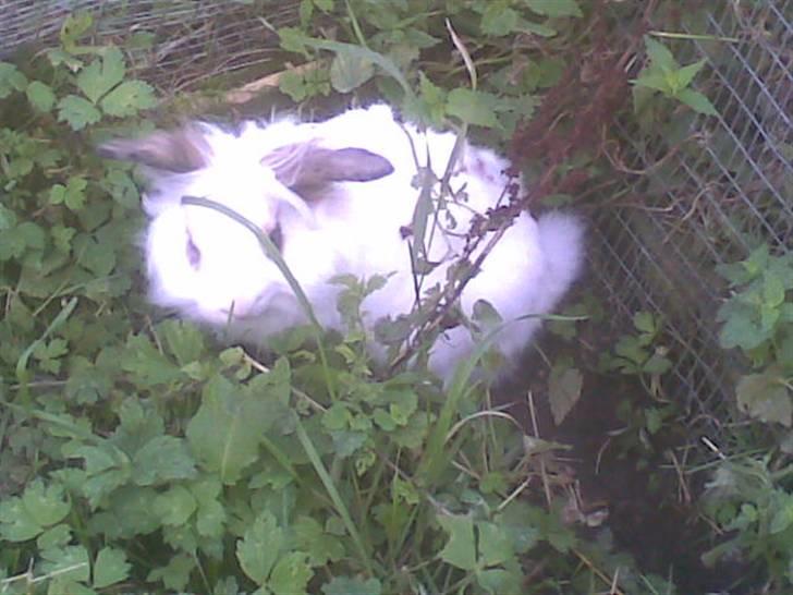 Kanin Snebold billede 7