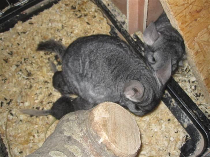 Chinchilla Viggi *aflivet d. 04-06-2012* - Viggi får en mysser af sin store datter Vibsen.. 13/4-11 billede 14