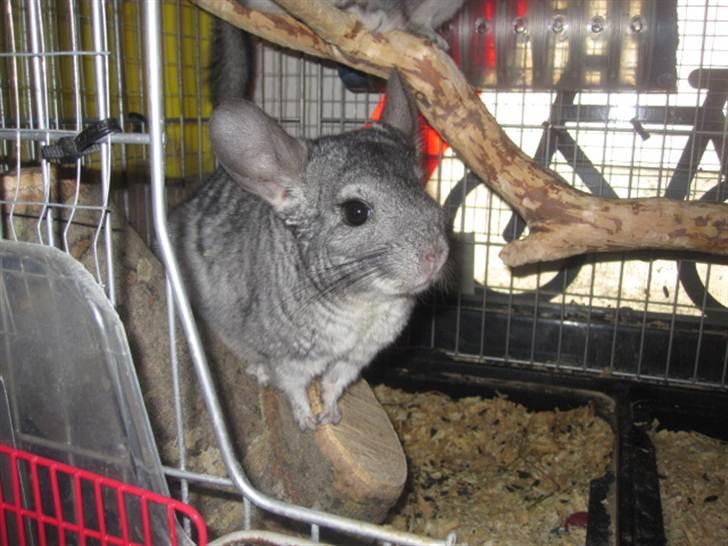 Chinchilla Viggi *aflivet d. 04-06-2012* - 17/5-11 billede 15