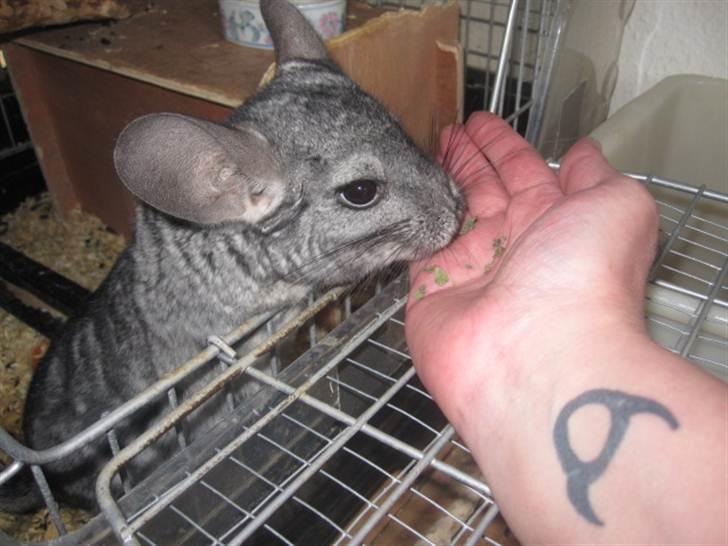 Chinchilla Viggi *aflivet d. 04-06-2012* - 15/5-11  billede 16