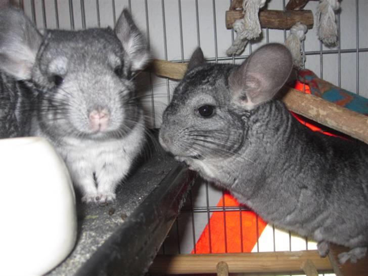 Chinchilla Viggi *aflivet d. 04-06-2012* - Viggi til højre .. December 2010 billede 17
