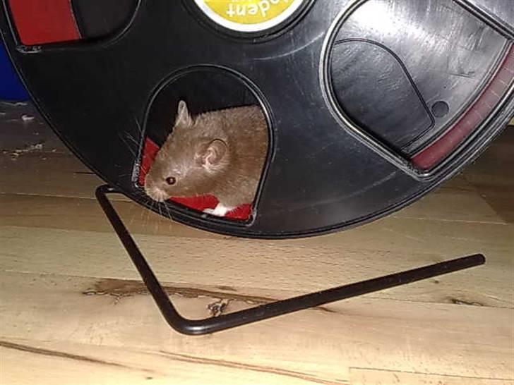 Hamster Malthes Brownie billede 15