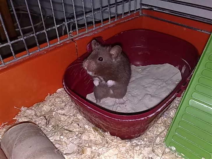 Hamster Malthes Brownie billede 16