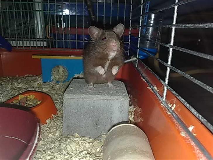 Hamster Malthes Brownie billede 17