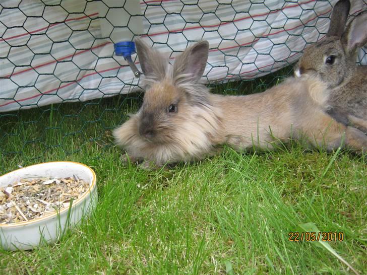 Kanin pimberli - pyha det er sku varmt i dag ! ! ! billede 1