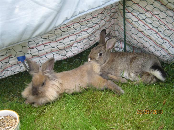 Kanin pimberli billede 2