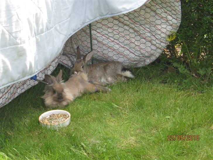 Kanin pimberli billede 3