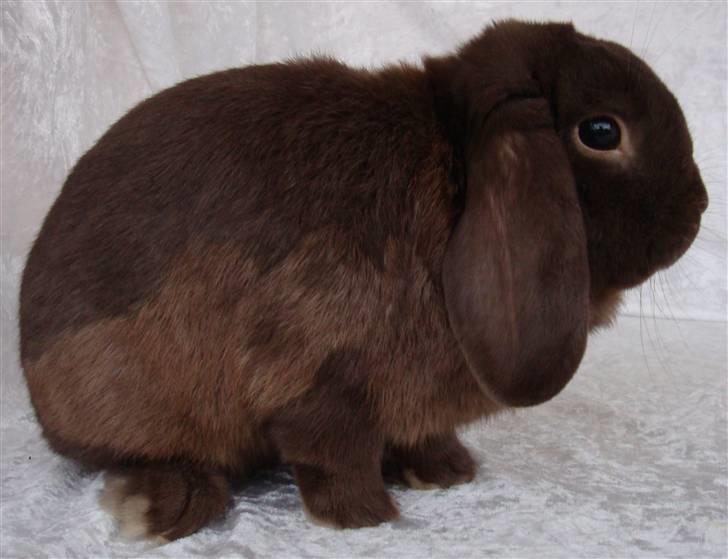 Kanin dragon billede 1